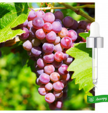 Grape Accord – Аккорд Винограда