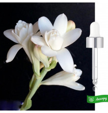 Tuberose Accord – Аккорд Тубероза