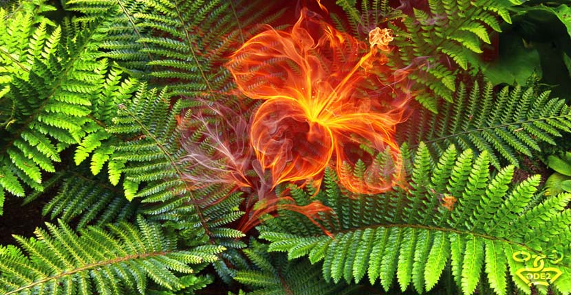 огненный цветок папоротника - фужерный аромат